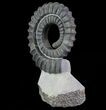 Devonian Ammonite (Anetoceras) - Morocco #64455-2